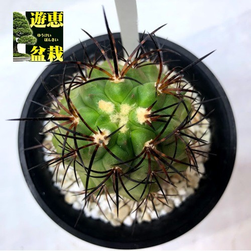 コピアポア　アルティコスタータ　阿羅々仙人　サボテン　valiem Copiapoa alticostata【コピアポア・アルチコスタータ・実生