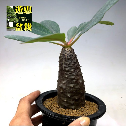 ユーフォルビアパキポディオイデス5株① コーデックス：ユーフォルビア パキポディオイデス*葉幅15cm 現品