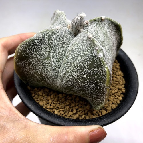 サボテン：四角鸞鳳玉（しかくらんぽうぎょく）*幅9.5cm 現品！一品