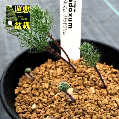 球根植物：エリオスペルマム パラドクサム 霧氷玉*幅2ｃｍ 現品！一品限り : s6535v : 遊恵盆栽 Yahoo!店 - 通販 -  Yahoo!ショッピング