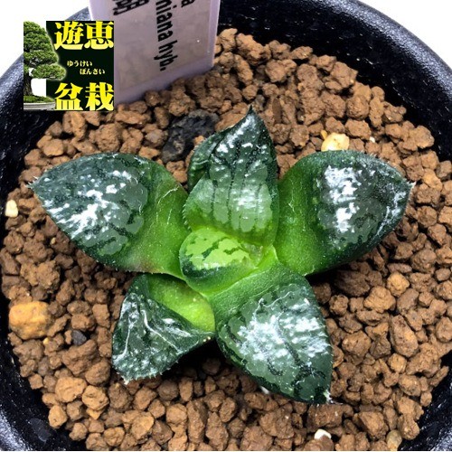 多肉植物：ハオルチア 阿寒湖*幅4cm : 遊恵盆栽 Yahoo!店 - 通販