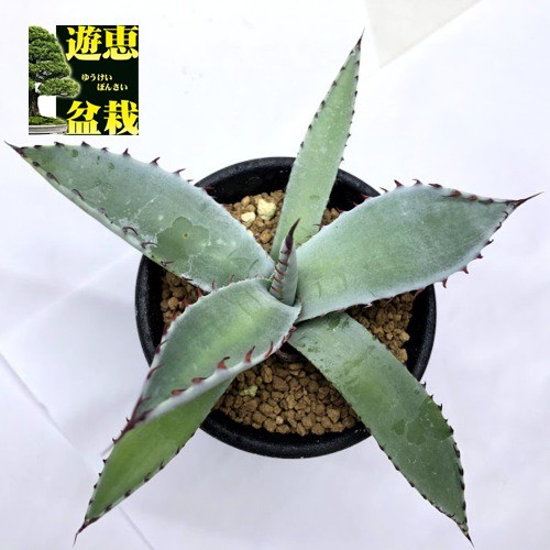 多肉植物：アガベ 屈原の舞扇*Ｓ 幅12ｃｍ : s6730v : 遊恵盆栽 Yahoo!店 - 通販 - Yahoo!ショッピング