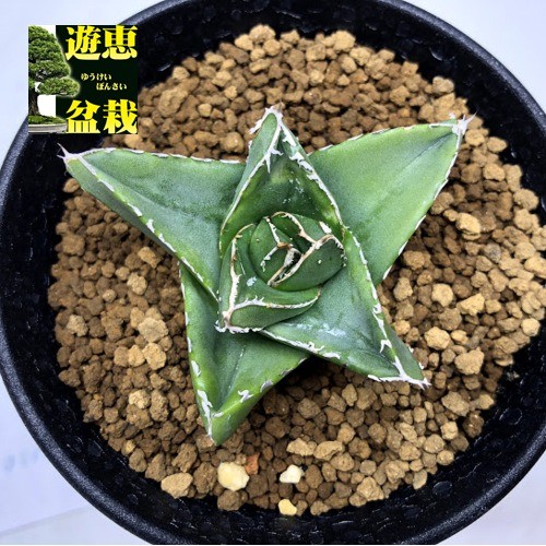 多肉植物:アガベ 笹の雪 スーパーワイド*幅5.5cm : 遊恵盆栽 多肉植物:アガベ 笹の雪 スーパーワイド*幅5.5cm : 遊恵盆栽