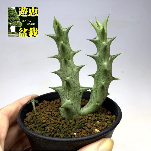 多肉植物：ガガイモ　オルベア　デカイスネアーナ*M　幅6cm