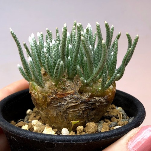 塊根植物：アボニア アルストニー うつぼ錦 赤花*幅5cm 現品！一品限り