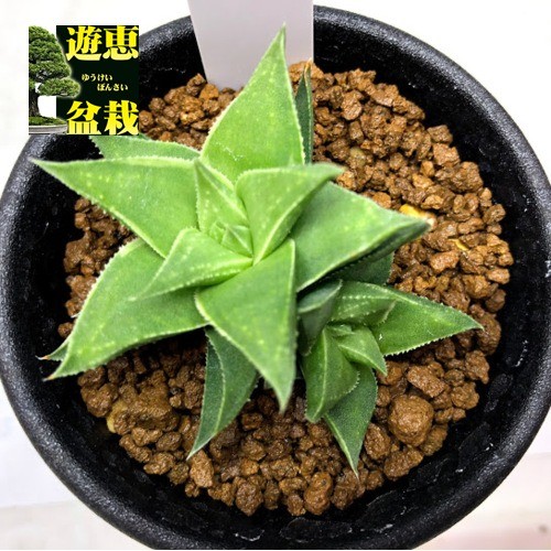 多肉植物：ハオルチア　白羊宮錦*幅5cm