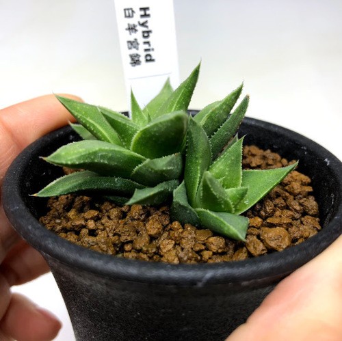 多肉植物：ハオルチア 白羊宮錦*幅5cm : 遊恵盆栽 Yahoo!店 - 通販