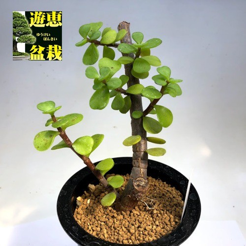 多肉植物 ポーチュラカリア 銀杏木 いちょうぼく 幅9cm S6758v 遊恵盆栽 Yahoo 店 通販 Yahoo ショッピング