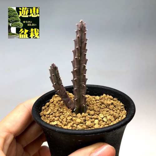 多肉植物：ガガイモ フェルニア ヒスロピー*幅2cm : s6782v : 遊恵盆栽 Yahoo!店 - 通販 - Yahoo!ショッピング