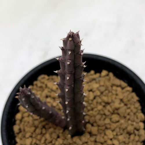 レア✨フエルニア　ヒスロピー　抜き苗 多肉植物：ガガイモ フェルニア ヒスロピー*幅2cm : 遊恵盆栽 Yahoo!店