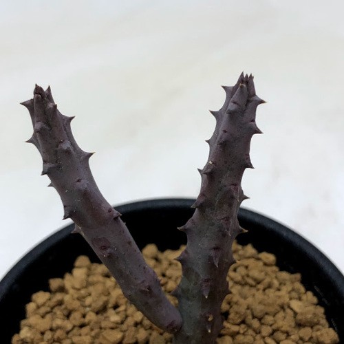 多肉植物：ガガイモ フェルニア ペンデュラ*幅3cm : 遊恵盆栽 Yahoo!店
