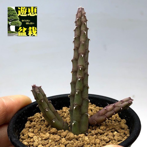 多肉植物　ガガイモ　フェルニア　抜き苗 多肉植物：ガガイモ フェルニア プロクンベンス*幅5cm : 遊恵盆栽