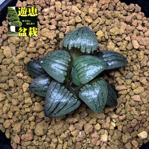 多肉植物：ハオルチア 特艶透明美窓 ガラス玉**幅4ｃｍ 現品！一品限り : s6816v : 遊恵盆栽 Yahoo!店 - 通販 -  Yahoo!ショッピング