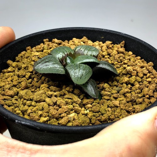 多肉植物：ハオルチア 特艶透明美窓 ガラス玉**幅4ｃｍ 現品！一品限り : s6816v : 遊恵盆栽 Yahoo!店 - 通販 -  Yahoo!ショッピング