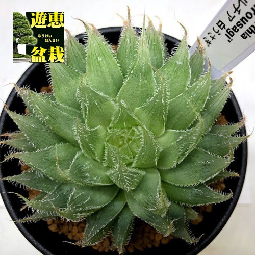 多肉植物：ハオルチア 白うさぎ*幅5ｃｍ : s6818v : 遊恵盆栽 Yahoo!店 - 通販 - Yahoo!ショッピング