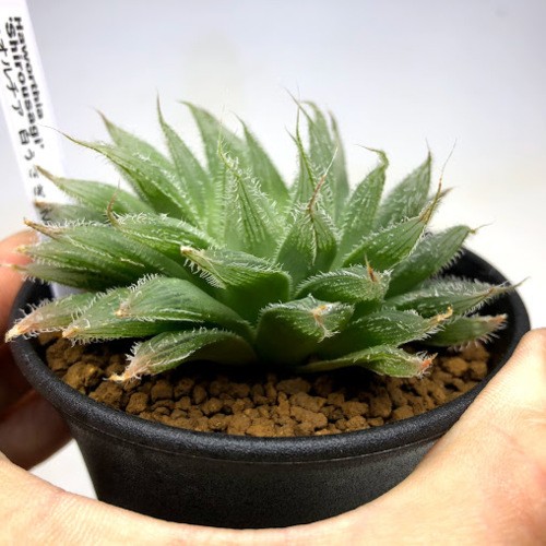 多肉植物：ハオルチア 白うさぎ*幅5ｃｍ : s6818v : 遊恵盆栽 Yahoo!店 - 通販 - Yahoo!ショッピング