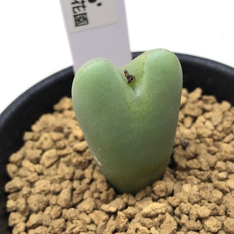 コノフィツム ヤンギー 白花品 youngii aff 2025年最新】Yahoo!オークション -コノフィツム(花、園芸)の中古