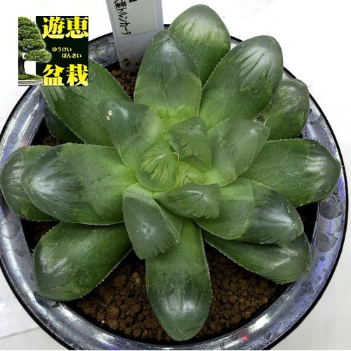 多肉植物：ハオルチア 大葉トルンカータ*幅9cm : 遊恵盆栽 Yahoo!店