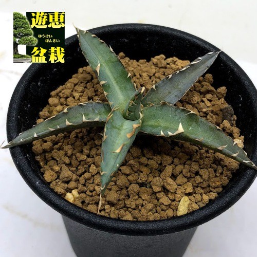 地植えアガベ　セット　レア株あり 多肉植物：アガベ 暁の雪*S 幅7cm : 遊恵盆栽 Yahoo!店 - 通販