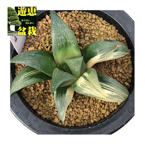 多肉植物：ハオルチア レツーサ錦*幅9cm 現品！一品限り : 遊恵盆栽