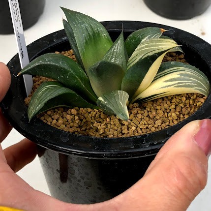 多肉植物：ハオルチア レツーサ錦*幅9cm 現品！一品限り : 遊恵盆栽
