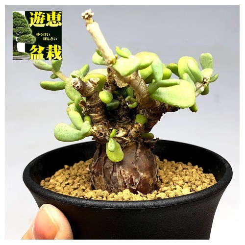 コーデックス：ケラリア ピグマエア*葉幅8cm 現品！一品限り : 遊恵