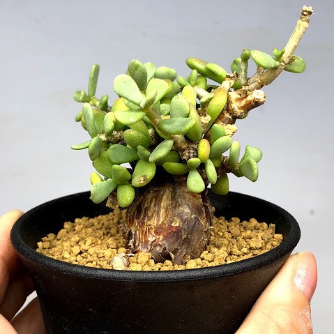 コーデックス：ケラリア ピグマエア*葉幅8cm 現品！一品限り : 遊恵