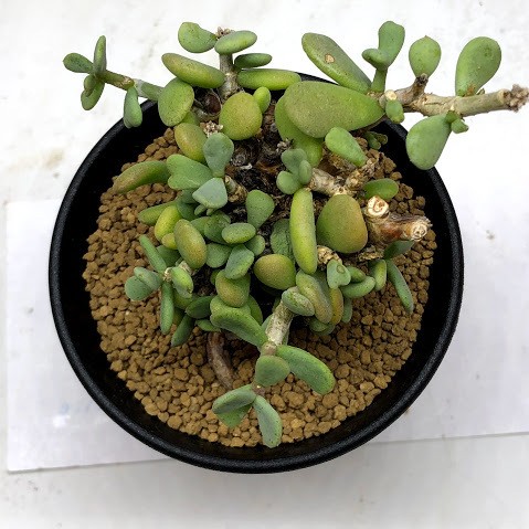 コーデックス：ケラリア ピグマエア*葉幅8cm 現品！一品限り : 遊恵