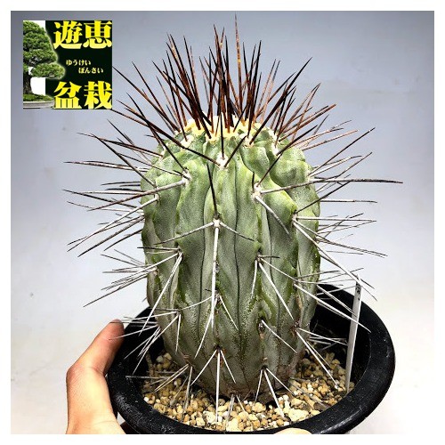 サボテン：コピアポア 長刺バレナレンシス 閻羅丸*幅8cm 現品
