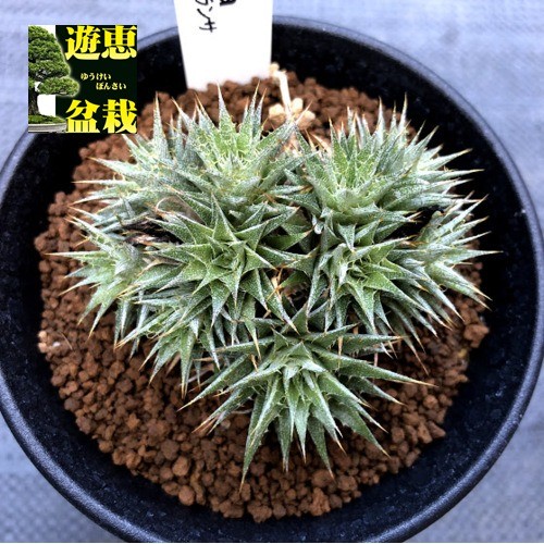 多肉植物：デウテロコニア クロランサ*葉幅6cm : 遊恵盆栽 Yahoo!店