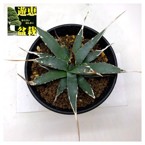 多肉植物：アガベ ユタエンシス エボリスピナ*幅12cm 現品！一品限り
