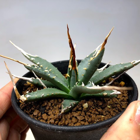 多肉植物：アガベ ユタエンシス エボリスピナ*幅12cm 現品！一品限り