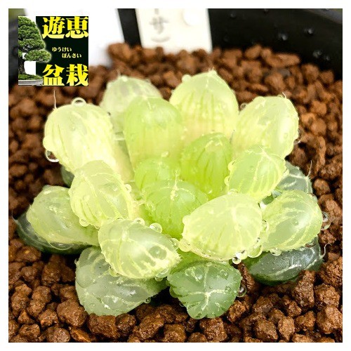 多肉植物：ハオルチア 色素変異個体 ゴースト（オブツーサ）*幅4cm : s7021v : 遊恵盆栽 Yahoo!店 - 通販 -  Yahoo!ショッピング