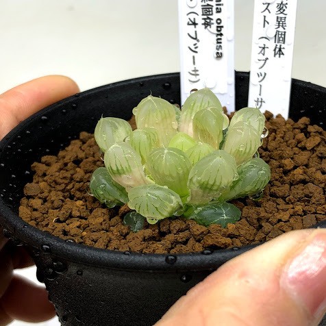 多肉植物：ハオルチア 色素変異個体 ゴースト（オブツーサ）*幅4cm : s7021v : 遊恵盆栽 Yahoo!店 - 通販 -  Yahoo!ショッピング