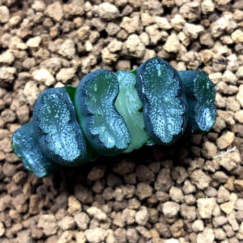 ☆多肉植物☆ハオルシア☆玉扇 大久保№1 マグニフィカ 巨大型特美白