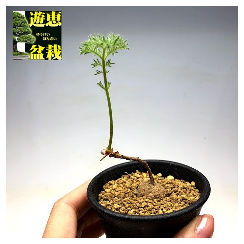 多肉植物：ペラルゴニウム トリステ*塊根幅1〜2cm : 遊恵盆栽 Yahoo