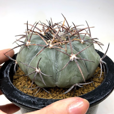 太平丸　エキノカクタス　サボテン Echinocactus horizonthalonius【エキノカクタス・太平丸・実生