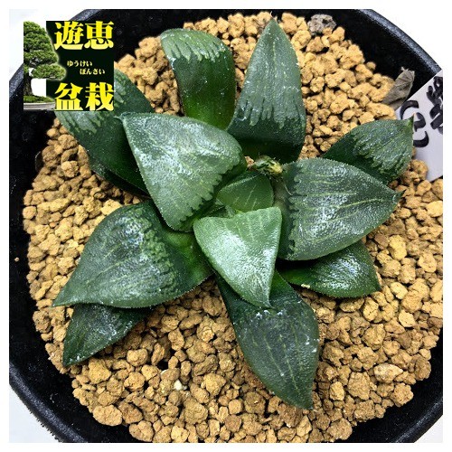多肉植物：ハオルチア コンプトコレクタ*幅6cm 現品！一品限り : 遊恵