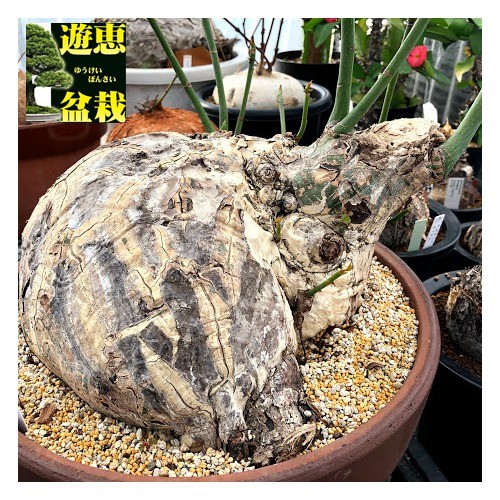 塊根植物：プセウド ボンバックス エリプティカム*塊幅30cm 現品！一品