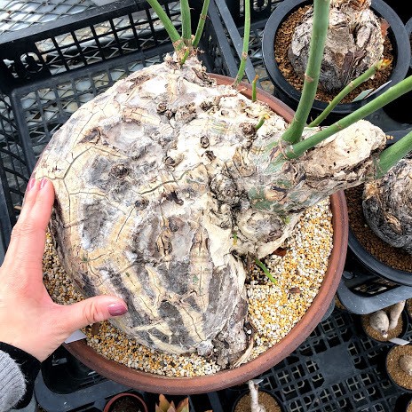 塊根植物：プセウド ボンバックス エリプティカム*塊幅30cm 現品！一品