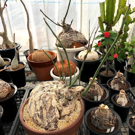塊根植物：プセウド ボンバックス エリプティカム*塊幅30cm 現品！一品