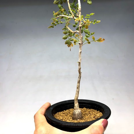コーデックス：パキコルムス ディスカラー 象の木*塊根幅1.5cm 現品