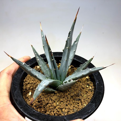 多肉植物：アガベ ユタエンシス ネバデンシス 青磁炉*幅*幅12cm 現品