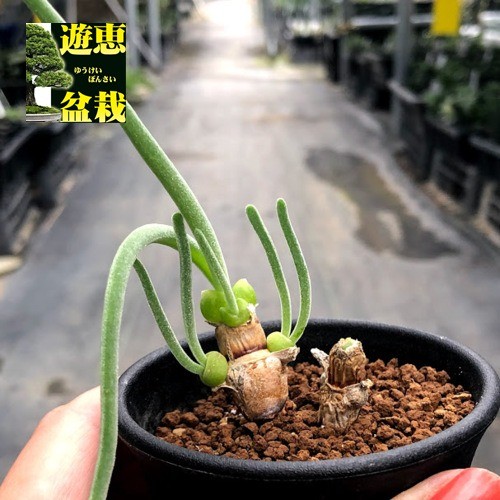 多肉植物：モニラリア モニリフォルミス × オブコニカ*葉幅4.5ｃｍ 現品！一品限り : s7300v : 遊恵盆栽 Yahoo!店 - 通販 -  Yahoo!ショッピング