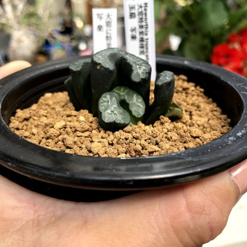 多肉植物：ハオルチア 大窓特美紫模様窓玉扇 写楽*幅4.5cm 現品！一品