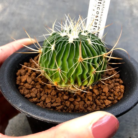 サボテン s7328v_1.jpg