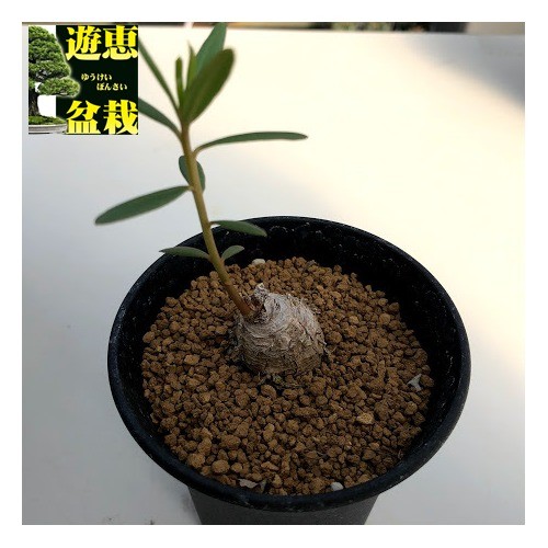 コーデックス：タリナム カフルム*塊根幅2cm 現品！一品限り : 遊恵