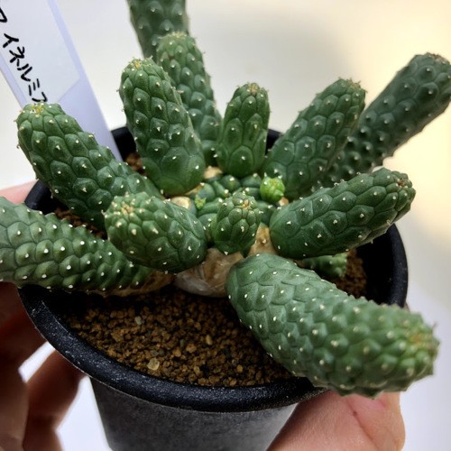 多肉植物：ユーフォルビア イネルミス 九頭竜*幅9cm : 遊恵盆栽