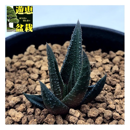 多肉植物：ハオルチア スカブラ アガボイデス*幅3cm 現品！一品限り