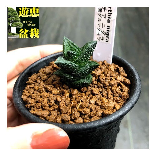 多肉植物：多肉植物：ハオルチア ニグラno.1 特丸葉ダルマタイプ*幅2cm